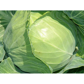 Білбо F1 2500 насінин