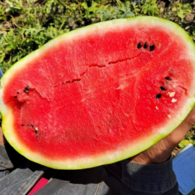 КАВУН БІНГО F1 1000 насінин