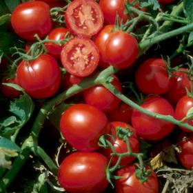 Бінго F1 1000/10000 насінин