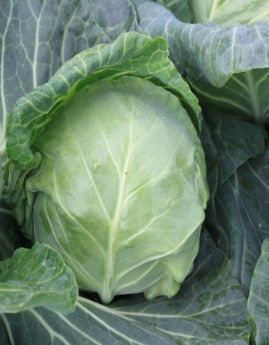 КАПУСТА Б/Г БОЛІКОР F1 / BOLICOR F1 2500 насінин