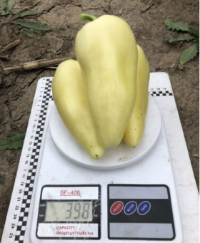 ПЕРЕЦЬ СОЛОДКИЙ БОРА F1 500 насінин