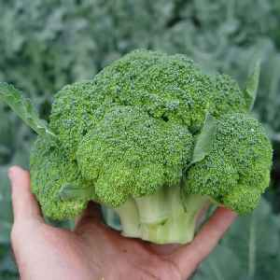 КАПУСТА БРОКОЛІ ХРОНОС F1 1000 насінин