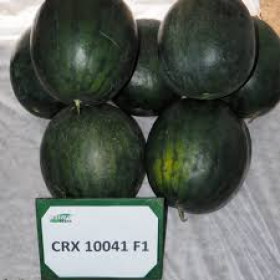 CRX 10041 F1 1000 насінин