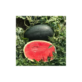 CRX 10510 F1 1000 насінин