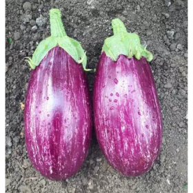 CRX 50141 F1 100/1000 насінин