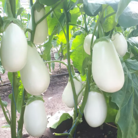 АЛБАНА CRX 50187 F1 100/1000 насінин