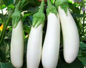 БАКЛАЖАН 50153 F1 / CRX 50153 F1 БІЛИЙ 100/500 насінин