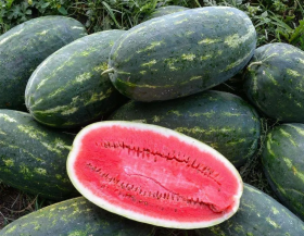 КАВУН ЕКСПЛОРЕР F1 1000 насінин