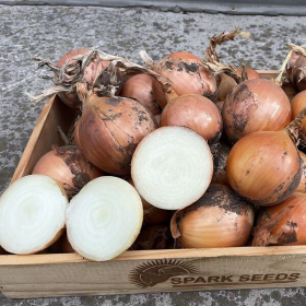 ЦИБУЛЯ ДЕНДІ F1 100 000 насінин