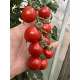 РЕМЕМБЕ F1 / REMEMBE F1 250/1000 насінин