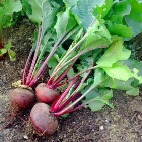 Детройт дарк ред F1 1кг