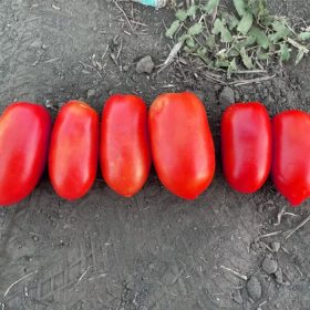 ТОМАТ ДРАЙF1 500/5000 насінин