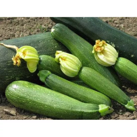 Дінастія 500 насінин