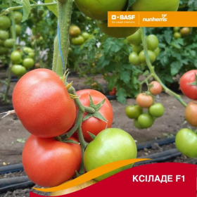 КСІЛАДЕ 500 насінин