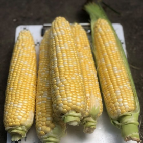 КУКУРУДЗА ЕКШЕН F1 2500/25000 насінин