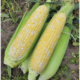 КУКУРУДЗА ЕСКОРТ F1 2500/25000 насінин