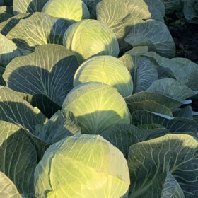 ФЕРРО F1 2500 насінин