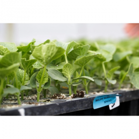 ПІДЩЕПА КОБАЛЬТ F1 1000 шт