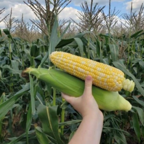 КУКУРУДЗА СПРІТЦ F1 5000 насінин