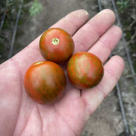 ТОМАТ МАРІТТА F1 250/1000 насінин