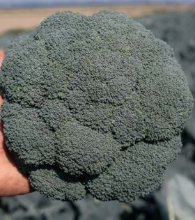 КАПУСТА БРОКОЛІ ГОНГГА F1/GONGGA F1 2500 насінин