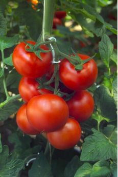 ТОМАТ БАРБАДОС F1 / BARBADOS F1