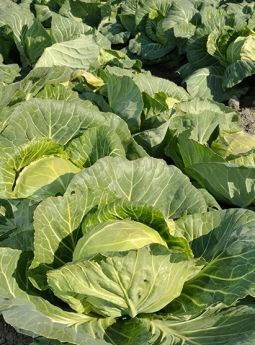 КАПУСТА Б/Г МІРРОР F1 / MIRROR F1 100 насінин