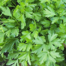 ПЕТРУШКА ГІГАНТЕ ДЕ ІТАЛІЯ ЛИСТОВА 500г