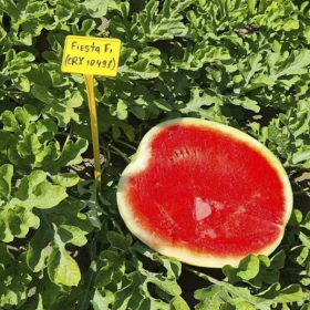 ФІЕСТА CRX 10491 F1 1000 насінин