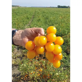 Флавіно F1 1000 насінин