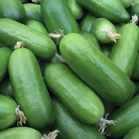 Фонтіна F1 500/1000 насінин