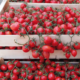 Фрассімо F1 1000 насінин