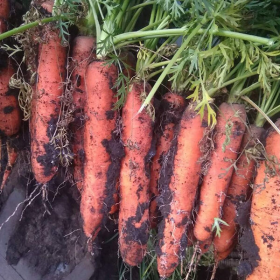 ГЛАДІУС F1 1,6-2,2 100000 насінин