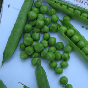 ГОРОХ НЕЛЬСОН 2500 насінин