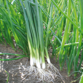 ЦИБУЛЯ НА ПЕРО ГРІН БАННЕР / GREEN BANNER  250000 насінин