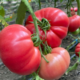 ГЮСТО F1 / GUSTO F1 100/500 насінин