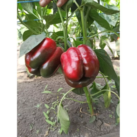 ПЕРЕЦЬ СОЛОДКИЙ ХАЛК F1 100/1000 насінин