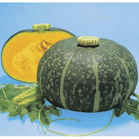 Хані Дисерт F1 1000 насінин