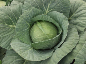 ГРІН ФЛЕШ F1 2500 насінин