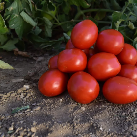 ТОМАТ НМ 5900 F1 5000 насінин