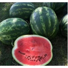 ГРІН ДЖАР F1 1000 насінин