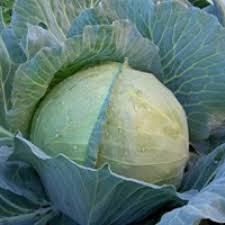 ЗАКАЗ F1 1000/2500 насінин