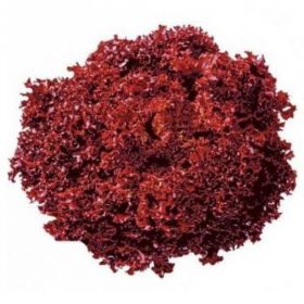 САЛАТ Л/Р КАРМЕСІ / CARMESI 1000/5000 насінин 