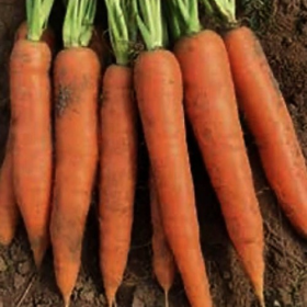 КАРРУБА F1 100000/200000/1000000 насінин