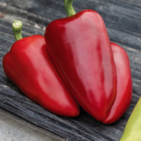 КАНТАТТА F1 500 насінин