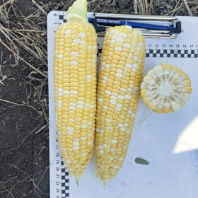 КУКУРУДЗА КАЗІНО F1 2500/25000 насінин