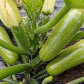 КАБАЧОК КІВІ F1 100/500 насінин