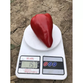 ПЕРЕЦЬ СОЛОДКИЙ КОЛЬТ F1 500  насінин