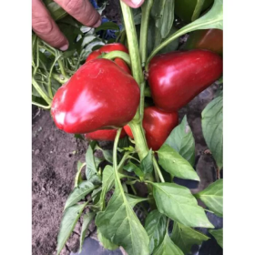 ПЕРЕЦЬ СОЛОДКИЙ КОМБАТ F1 500 насінин