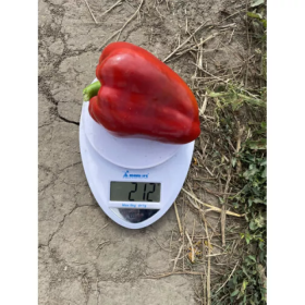 ПЕРЕЦЬ СОЛОДКИЙ КОРА F1 500 насінин